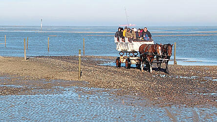 Die Unesco-Gruppe bei der Wagenfahrt durch das Weltnaturerbe 'Wattenmeer' bei Ebbe