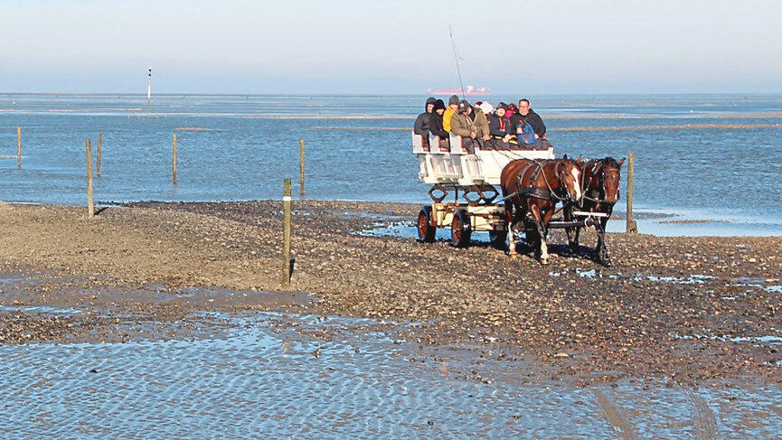 Die Unesco-Gruppe bei der Wagenfahrt durch das Weltnaturerbe 'Wattenmeer' bei Ebbe