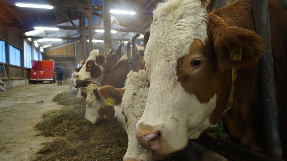 Neben Kraftfutter landen Heu und Stroh, Maissilage und Grassilage und Mineralfutter im Futtermischer (die rote Maschine im Hintergrund). 'Dort wird alles gut gemischt. Sonst fressen die Kühe nur das Kraftfutter und werden immer dicker', lacht Lena Irrgang. Wie kleine Kinder muss man den Kühen also zur gesunden Ernährung etwas nach helfen.