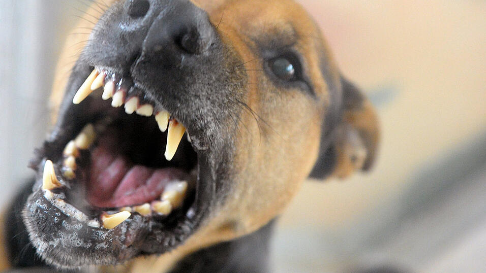 Ein Hund verletzte eine Frau auf der Hundewiese. (Symbolbild)