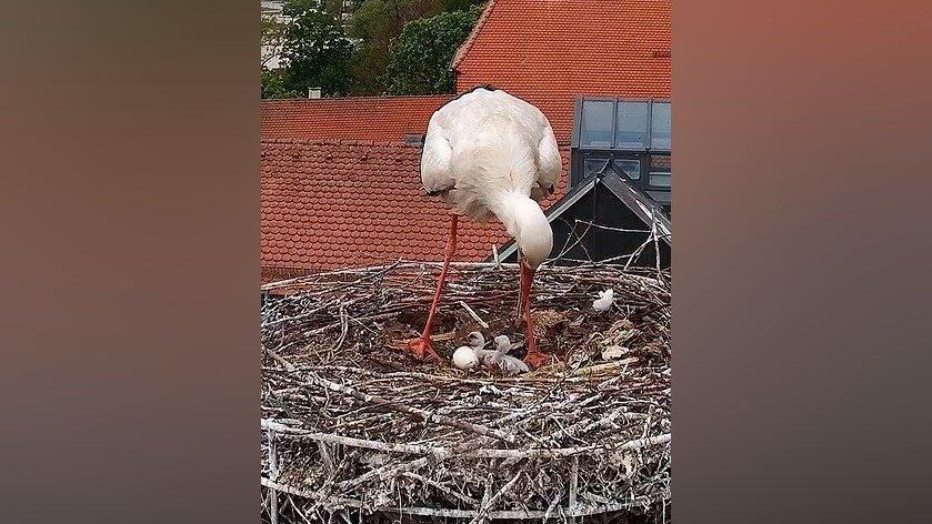 Die Webcam von Sport Erdl l&auml;sst am Aufwachsen des Storchennachwuchses teilhaben.
