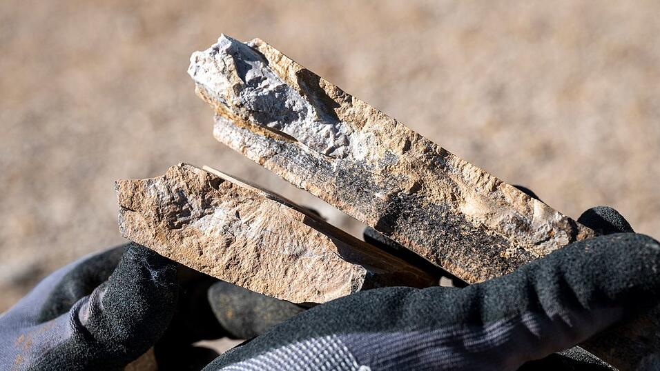 Ein genauer Blick auf ein Fossil. Ein genauer Blick auf ein Fossil.
