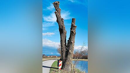 Astfrei ist derzeit der zweigeteilte Stamm dieses Baums zwischen K&ouml;&szlig;nach und Pittrich.