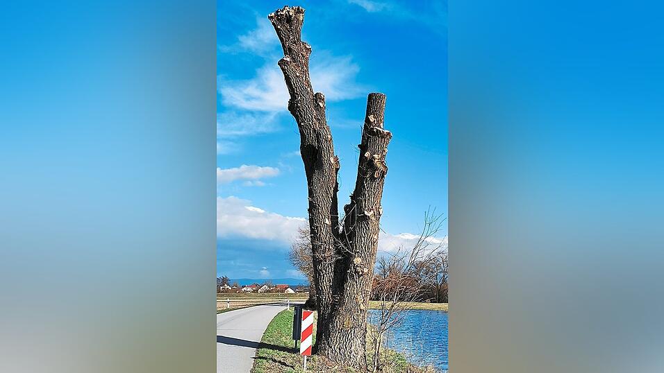 Astfrei ist derzeit der zweigeteilte Stamm dieses Baums zwischen K&ouml;&szlig;nach und Pittrich.