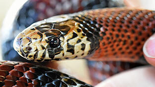 Die Polizei geht davon, dass die beiden Schlagen vom Eigentümer am Auffindeort ausgesetzt worden sind. (Symbolbild)
