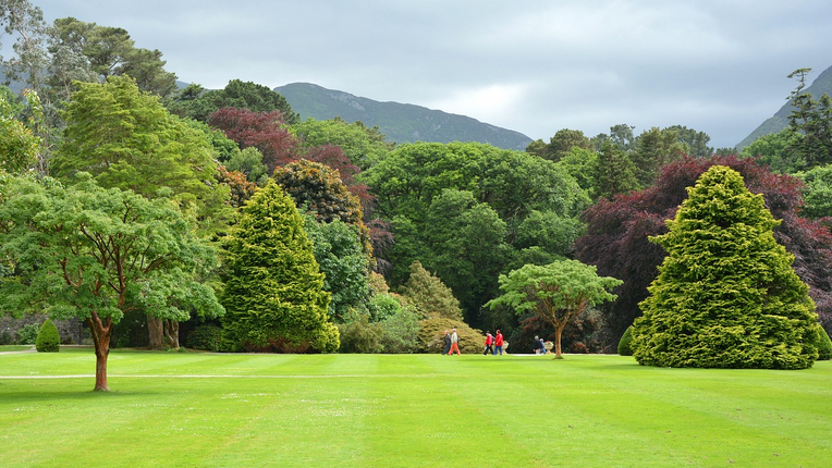 Exoten im Nationalpark Killarny Kerry/Irland