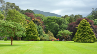 Exoten im Nationalpark Killarny Kerry/Irland