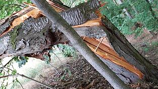Der Baum ist abgebrochen wie ein Streichholz. Wegen eines lauten Knalls vermuten die Anwohner einen Blitzeinschlag. Der Baum ist abgebrochen wie ein Streichholz. Wegen eines lauten Knalls vermuten die Anwohner einen Blitzeinschlag.