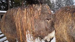 Die Eseldamen mit dem Zottelfell haben den richtigen &bdquo;Wintermantel&ldquo; an.