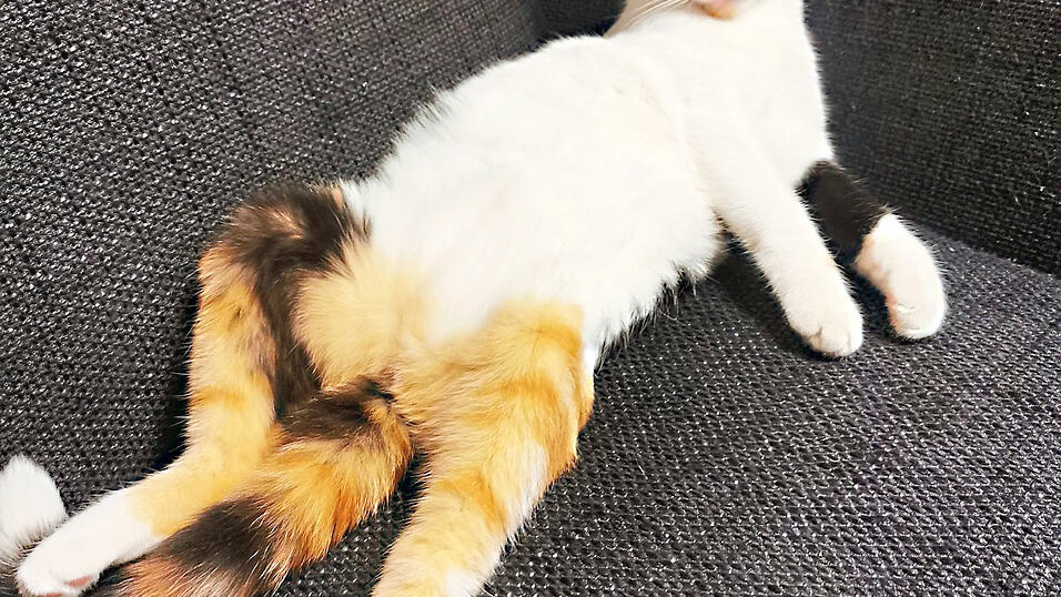 Diese Europ&auml;isch Kurzhaar hei&szlig;t ebenfalls Lilly. Mit ihrem dreifarbigen Fell ist sie eine klassische Gl&uuml;ckskatze.