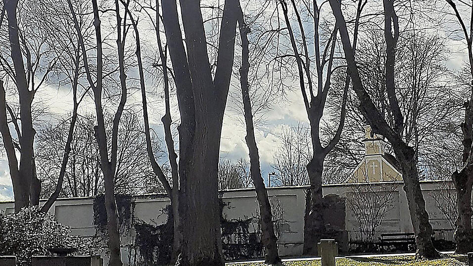 Stiller Zeuge einer dunklen Zeit: Bis heute steht am Ehrenmal für die Gefallenen vor dem Mainburger Friedhof die sogenannte Hitlereiche. Stiller Zeuge einer dunklen Zeit: Bis heute steht am Ehrenmal für die Gefallenen vor dem Mainburger Friedhof die sogenannte Hitlereiche.