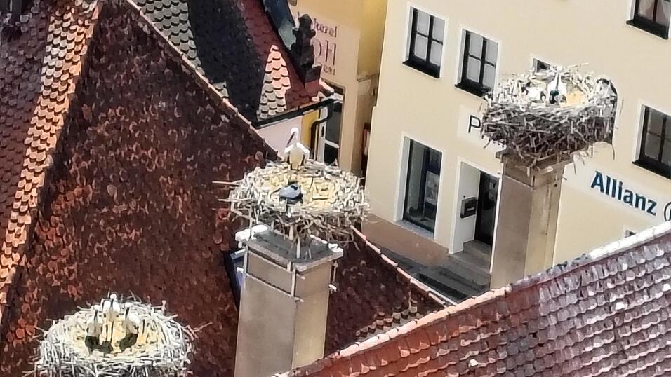 Sehr beliebt ist das Dach der Volkshochschule, auf dem gleich mehrere Nester errichtet wurden. Sehr beliebt ist das Dach der Volkshochschule, auf dem gleich mehrere Nester errichtet wurden.