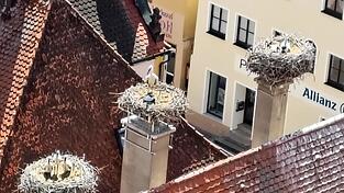 Sehr beliebt ist das Dach der Volkshochschule, auf dem gleich mehrere Nester errichtet wurden. Sehr beliebt ist das Dach der Volkshochschule, auf dem gleich mehrere Nester errichtet wurden.