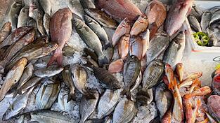 Frischen Fisch erkennt man unter anderen an den klaren, glänzenden Augen. Frischen Fisch erkennt man unter anderen an den klaren, glänzenden Augen.