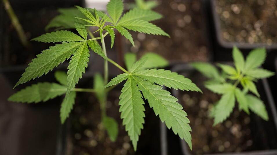 Bundesinnenminister Alexander Dobrindt (CSU) hat das von der Ampel-Koalition beschlossene Cannabisgesetz als &laquo;Schei&szlig;gesetz&raquo; bezeichnet. (Symbolbild)