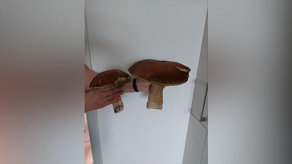 Zwei echte Schwergewichte hat Helene Kildau bei Mitterfels gefunden. Der große Pilz kratzt bereits an der Ein-Kilo-Marke. Zwei echte Schwergewichte hat Helene Kildau bei Mitterfels gefunden. Der große Pilz kratzt bereits an der Ein-Kilo-Marke.