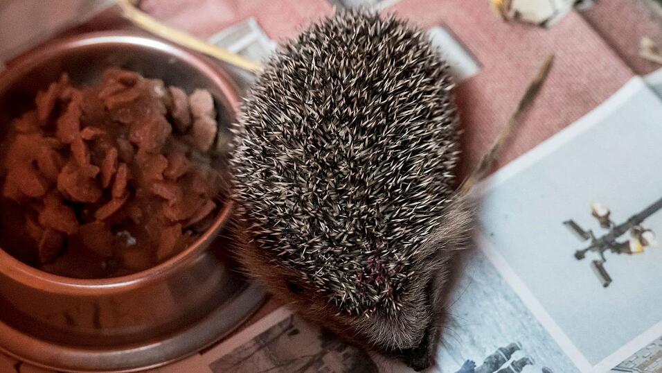 Ein Igel läuft durch eine Box, in der sich Futter, Wasser und ein Unterschlupf befinden. Ein Igel läuft durch eine Box, in der sich Futter, Wasser und ein Unterschlupf befinden.