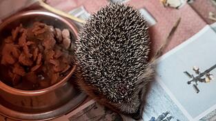 Ein Igel läuft durch eine Box, in der sich Futter, Wasser und ein Unterschlupf befinden.