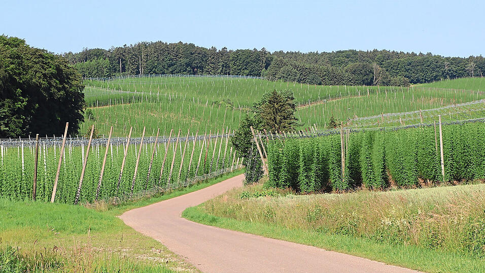Hopfen so weit das Auge reicht. Bislang ideale Witterungsverhältnisse begleiten das Wachstum in diesem Jahr. Die Gerüsthöhe haben einige Sorten schon erreicht. Allgemein Sorgen bereitet der Absatz. Hopfen so weit das Auge reicht. Bislang ideale Witterungsverhältnisse begleiten das Wachstum in diesem Jahr. Die Gerüsthöhe haben einige Sorten schon erreicht. Allgemein Sorgen bereitet der Absatz.