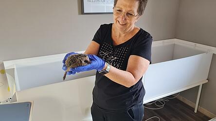 Igelexpertin Sibille Zillinger mit einem ihrer ehemaligen Schützlinge.