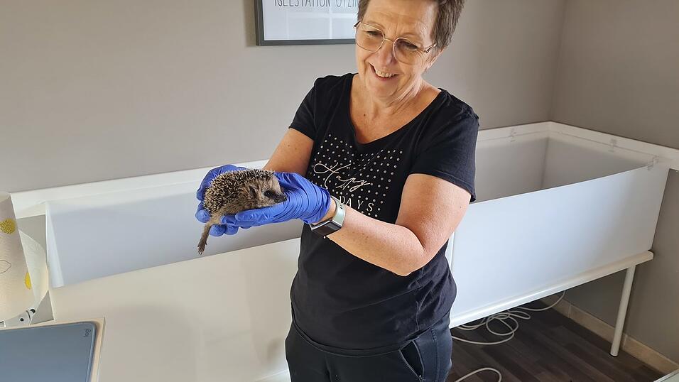 Igelexpertin Sibille Zillinger mit einem ihrer ehemaligen Schützlinge. Igelexpertin Sibille Zillinger mit einem ihrer ehemaligen Schützlinge.