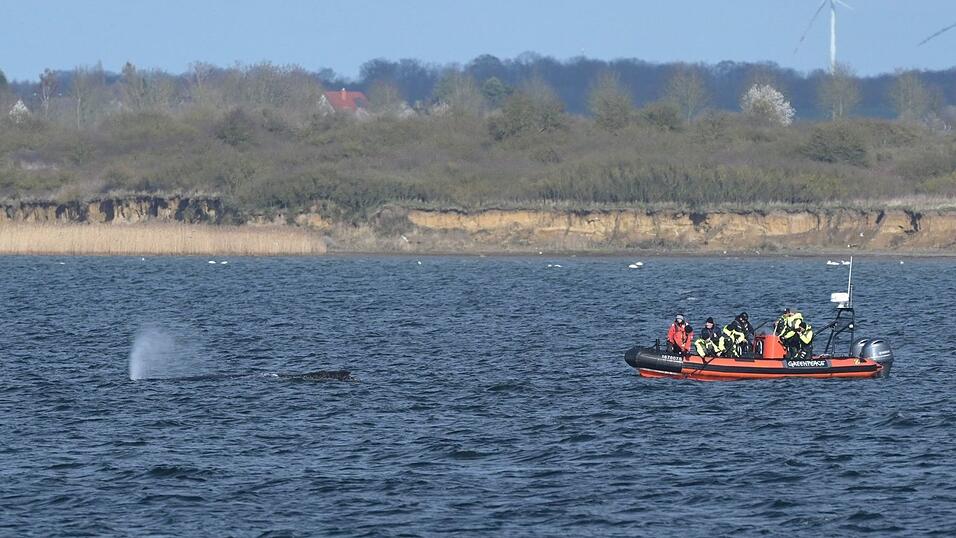 Der Buckelwal war zun&auml;chst in der Nacht zum 23. M&auml;rz auf einer Sandbank in Schleswig-Holstein am Timmendorfer Strand gestrandet.