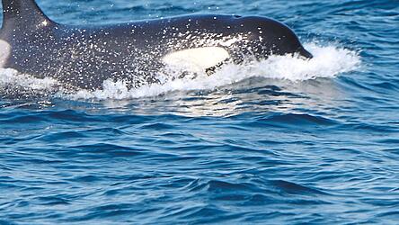 Den Orkawalen ganz nah.