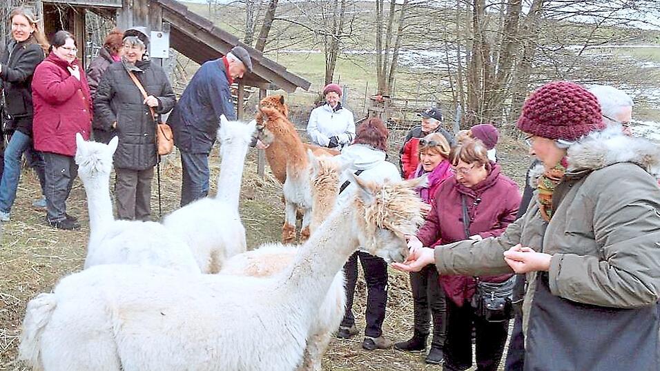 Alpakas sind ruhig und gutmütig - die idealen Familientiere und auch für therapeutische Zwecke geeignet. Alpakas sind ruhig und gutmütig - die idealen Familientiere und auch für therapeutische Zwecke geeignet.