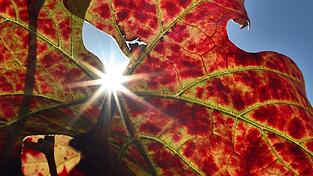 Großteils freundliche Herbsttage stehen in Bayern bevor. Großteils freundliche Herbsttage stehen in Bayern bevor.