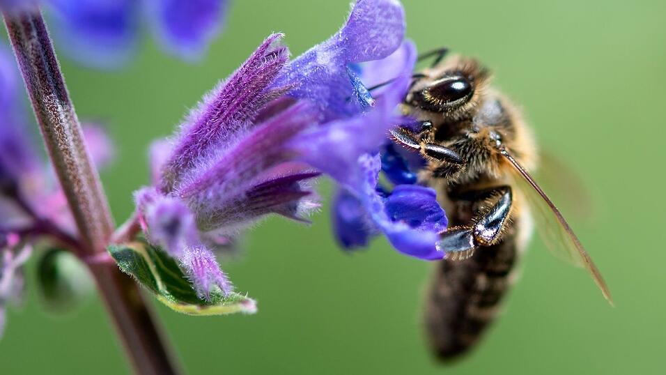 Eine Biene sucht auf der Blüte von einer Katzenminze nach Pollen. Eine Biene sucht auf der Blüte von einer Katzenminze nach Pollen.