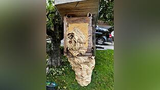Als ursprüngliche Baumhöhlenbewohnerin nutzt die Hornisse bei Nistplatzmangel auch kleine Hohlräume wie Vogelnistkästen. Als ursprüngliche Baumhöhlenbewohnerin nutzt die Hornisse bei Nistplatzmangel auch kleine Hohlräume wie Vogelnistkästen.