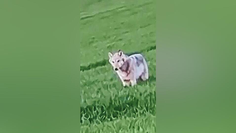 Gut zwei Stunden lang hielt sich der Wolf in der N&auml;he von Michelsneukirchen auf und zeigte dabei kaum Scheu vor den Menschen.