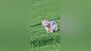 Gut zwei Stunden lang hielt sich der Wolf in der N&auml;he von Michelsneukirchen auf und zeigte dabei kaum Scheu vor den Menschen.
