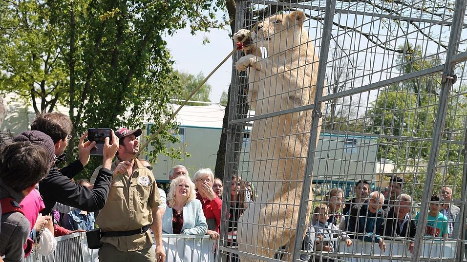 Auch die kleinen Besucher dürfen einmal die Löwen füttern - mit genug Abstand versteht sich. Auch die kleinen Besucher dürfen einmal die Löwen füttern - mit genug Abstand versteht sich.