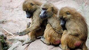 Der Tiergarten hat nun seine Pläne in die Tat umgesetzt - obwohl Tierschutz- und Tierrechtsorganisationen diese scharf kritisiert hatten. (Archivbild)