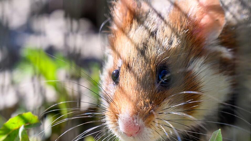 In Shenzhen sollen Hamster in einem Spielautomaten feilgeboten worden sein. (Archivbild) In Shenzhen sollen Hamster in einem Spielautomaten feilgeboten worden sein. (Archivbild)