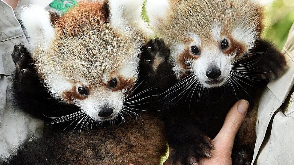 Mandu und Keta wurden erstmals öffentlich vorgestellt Mandu und Keta wurden erstmals öffentlich vorgestellt