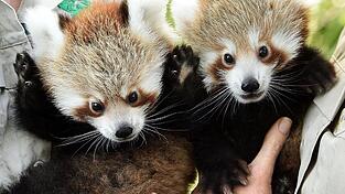 Mandu und Keta wurden erstmals öffentlich vorgestellt Mandu und Keta wurden erstmals öffentlich vorgestellt