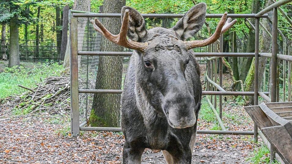 Nach Tagen im Schwarzwald wurde Elch Erwin wieder ins den Wildpark nach Pforzheim zurückgebracht. (Archivbild)
