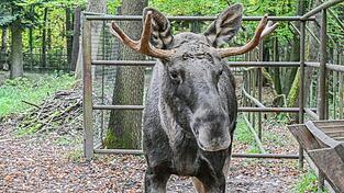 Nach Tagen im Schwarzwald wurde Elch Erwin wieder ins den Wildpark nach Pforzheim zurückgebracht. (Archivbild) Nach Tagen im Schwarzwald wurde Elch Erwin wieder ins den Wildpark nach Pforzheim zurückgebracht. (Archivbild)