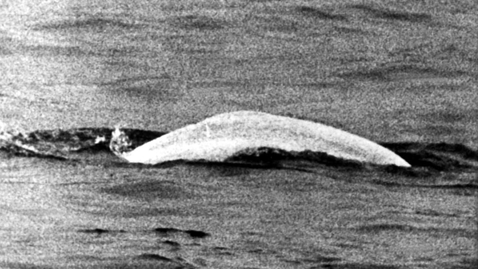 Wei&szlig;er Wal im tr&uuml;ben Rhein: Fast einen Monat lang war Moby Dick 1966 zwischen Duisburg und Rheinland-Pfalz unterwegs.