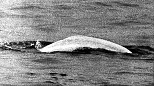 Wei&szlig;er Wal im tr&uuml;ben Rhein: Fast einen Monat lang war Moby Dick 1966 zwischen Duisburg und Rheinland-Pfalz unterwegs.