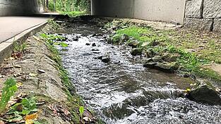 Seit die Barriere bei der Gabelsberger Straße beseitigt ist, hat der Fischbestand im Allachbach deutlich zugenommen.