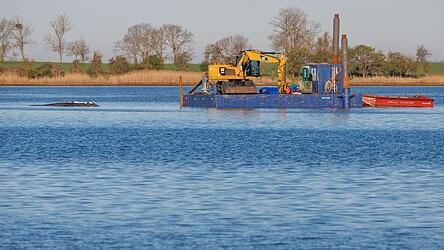 Das Konzept der privaten Initiative zur Rettung des Buckelwals ist wohl &uuml;berholt.