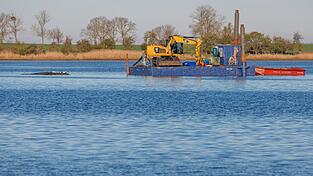 Das Konzept der privaten Initiative zur Rettung des Buckelwals ist wohl &uuml;berholt.
