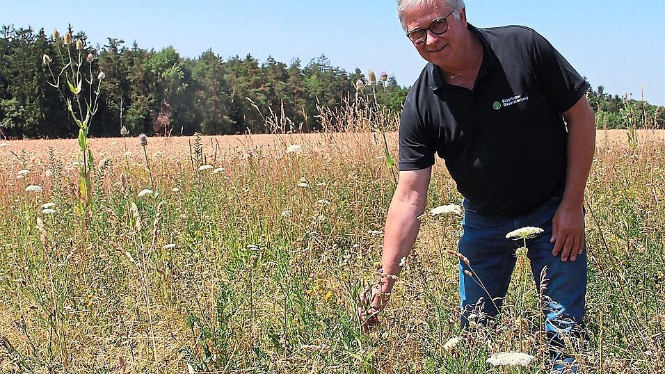 Friedhelm Dickow, Kreisobmann des BBV, nimmt an einem Projekt teil, das untersucht, wie man Biodiversit&auml;t in einem konventionellen landwirtschaftlichen Betrieb f&ouml;rdern kann. Bl&uuml;hstreifen, wie er neben seinem Feld bei Mamming angelegt hat, sollten freiwillig sein und entsprechend gef&ouml;rdert werden, findet er.