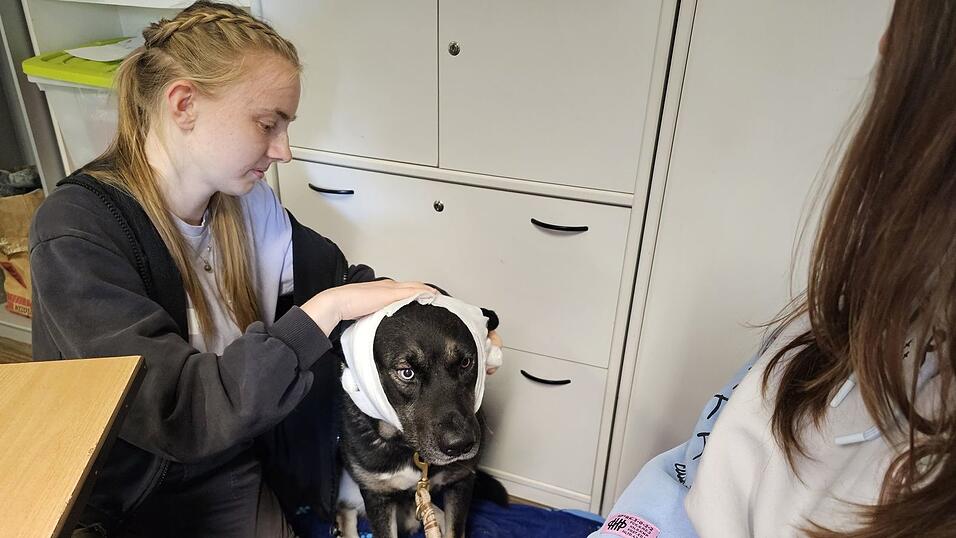 Hund «Puma» erhält im Erste-Hilfe-Kurs in Halle einen Kopfverband.