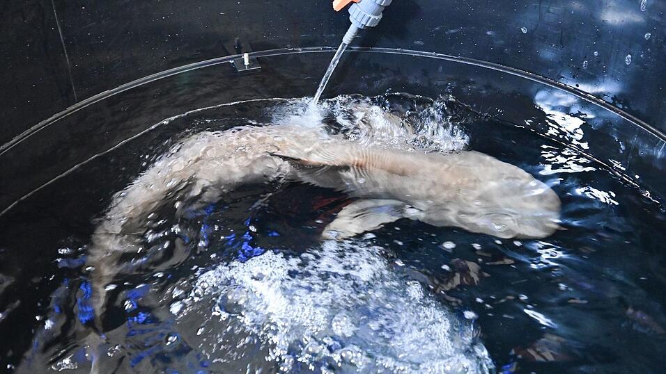 Hai Amadeus ist im Naturkundemuseum angekommen. Hai Amadeus ist im Naturkundemuseum angekommen.