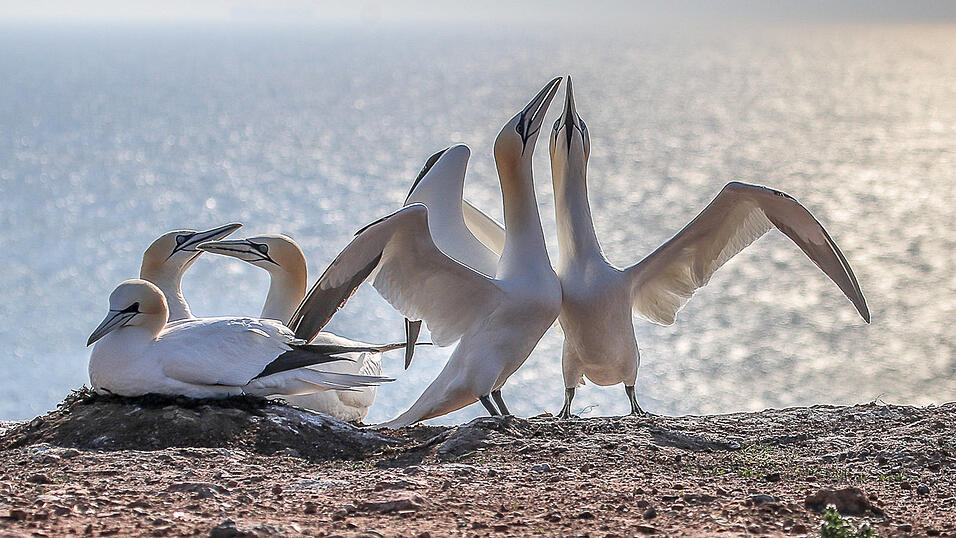 Platz 2: Dieter Renner