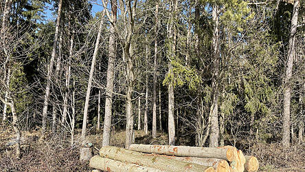 Die Holzstapel der geschlagenen Bäume sind deutlich kleiner geworden.